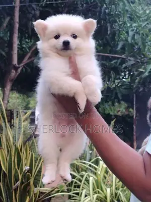 Lion Pomeranian Puppies