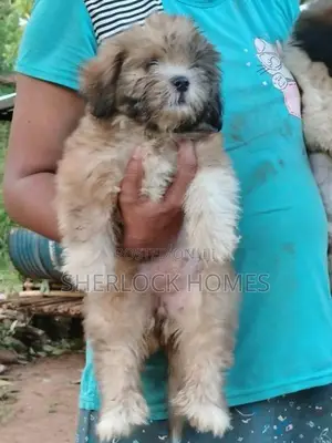 Shih Tzu Puppies