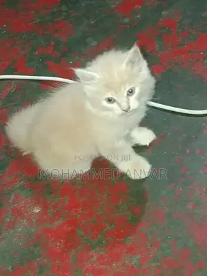 Persian Kittens