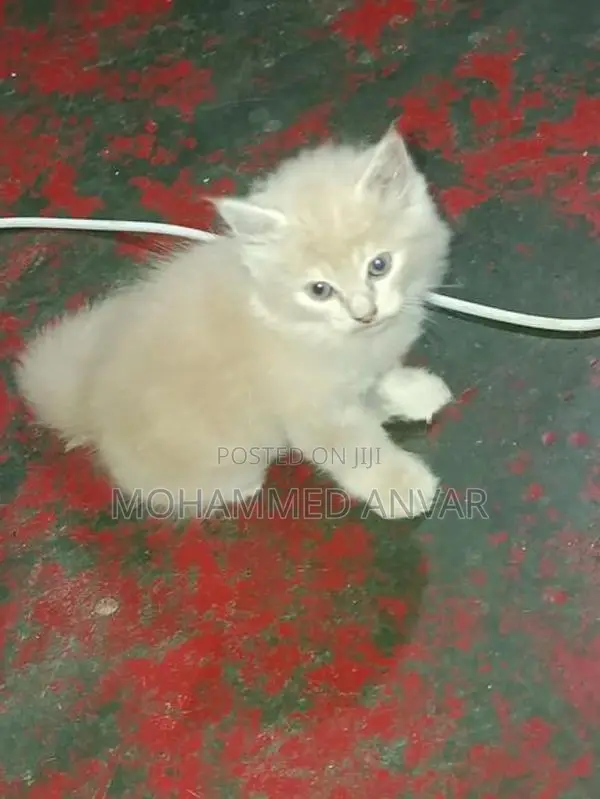 Persian Kittens