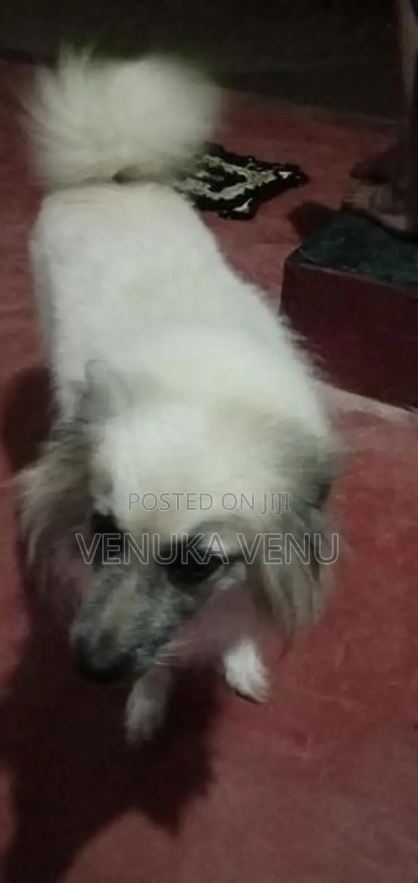 Pomeranian Dog