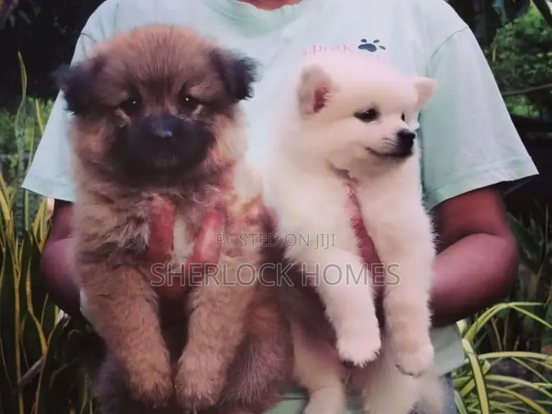 Lion Pomeranian Puppies