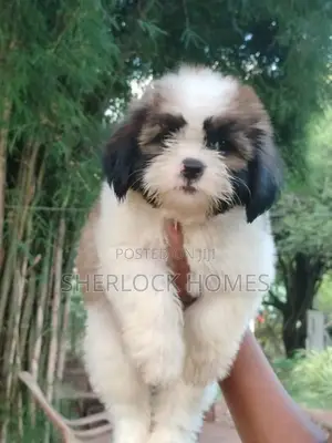 Shih Tzu Puppies