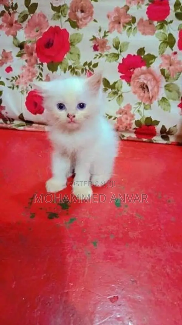Persian Kittens