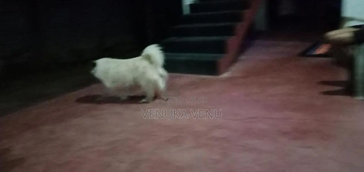 Pomeranian Dog