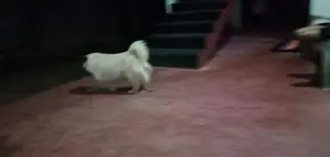 Pomeranian Dog