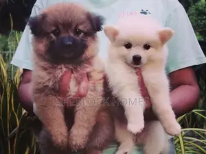 Lion Pomeranian Puppies