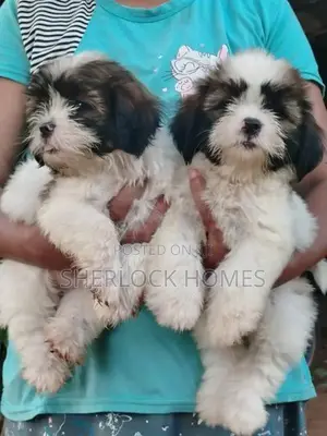 Shih Tzu Puppies