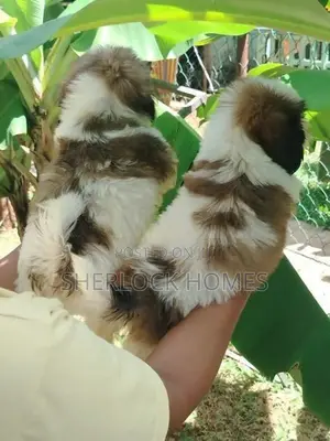 Shih Tzu Puppies