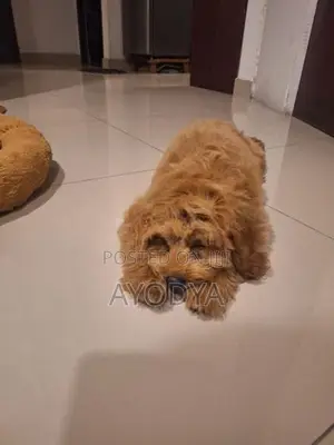 Poodle Puppy