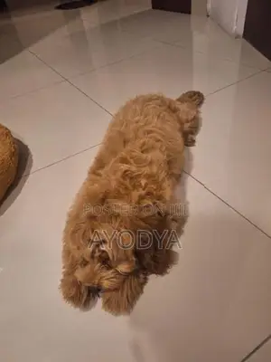 Poodle Puppy
