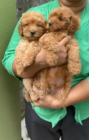 Poodle Puppy