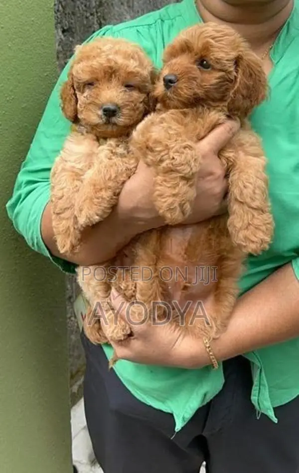 Poodle Puppy