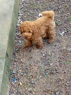 Poodle Puppy