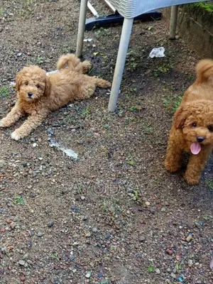 Poodle Puppy