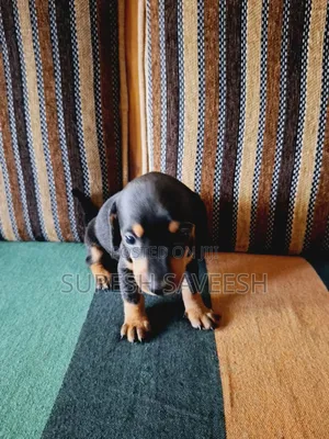 1-3 months Male Purebred Dachshund