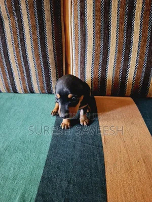 1-3 months Male Purebred Dachshund