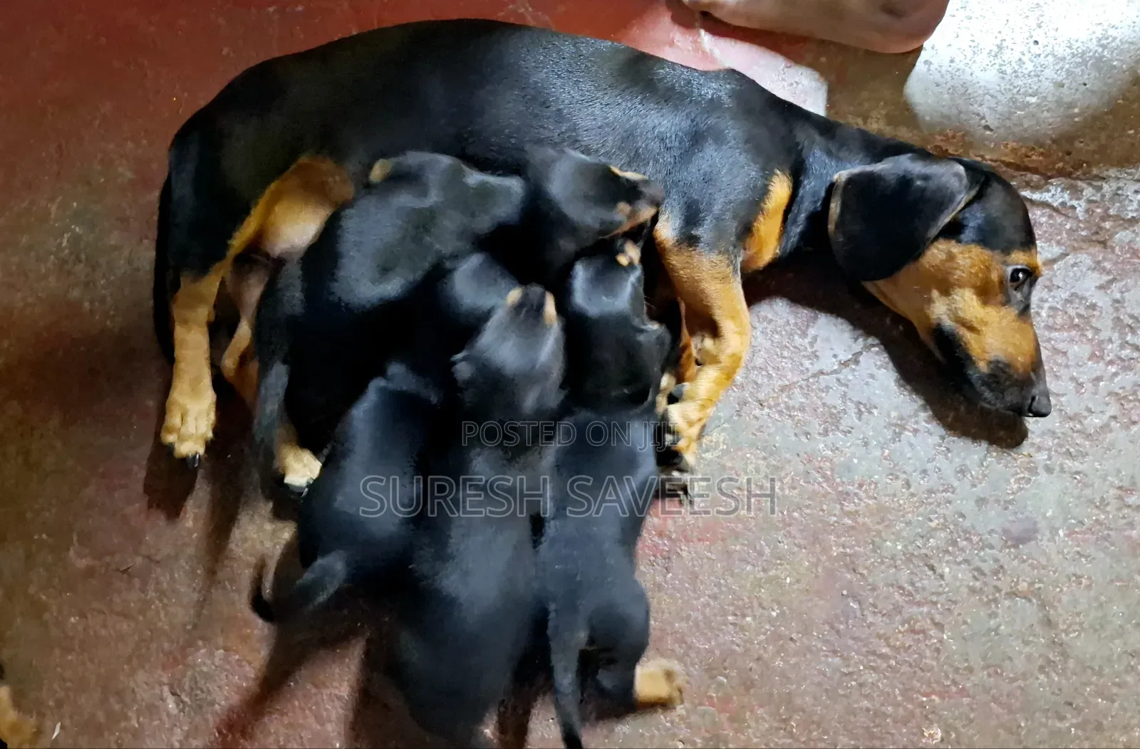 1-3 months Male Purebred Dachshund