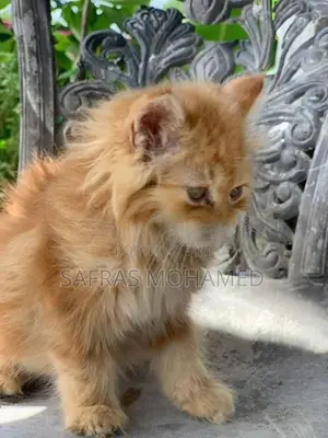 Persian cat