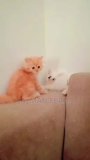 Traditional Persian Cat
