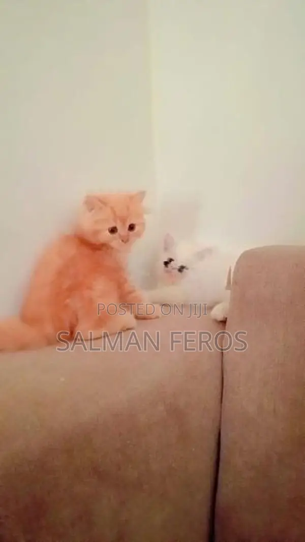 Traditional Persian Cat
