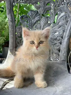 Persian cat
