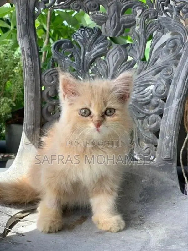 Persian cat