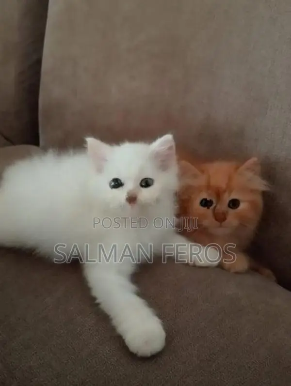 Traditional Persian Cat