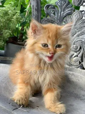 Persian cat