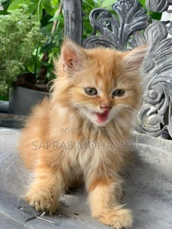 Persian cat