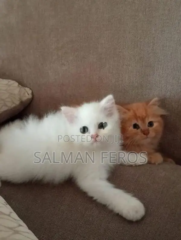Traditional Persian Cat
