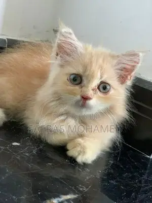 Persian cat