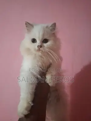 Traditional Persian Cat