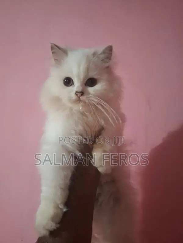 Traditional Persian Cat