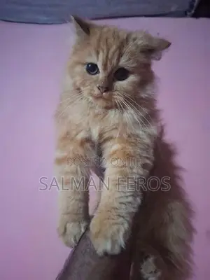 Traditional Persian Cat