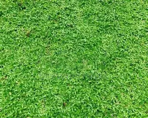 Grass Carpet