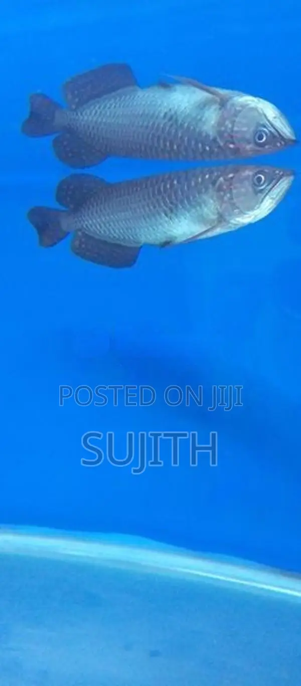 Pearl Arowana
