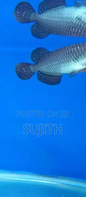 Pearl Arowana
