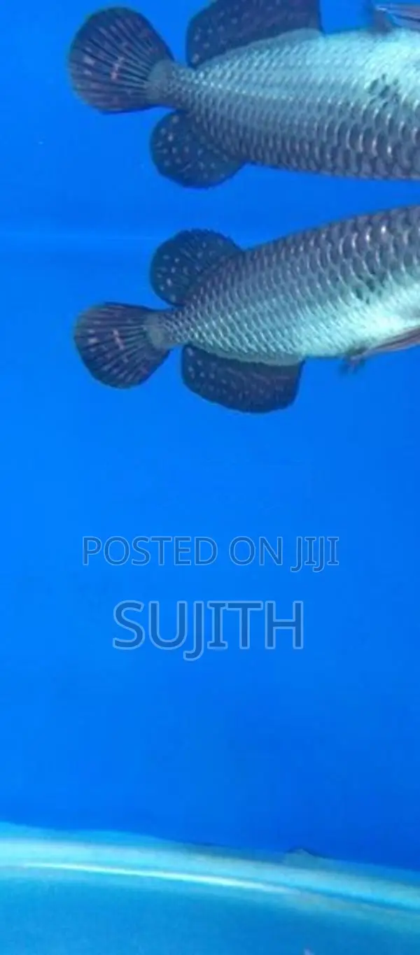 Pearl Arowana