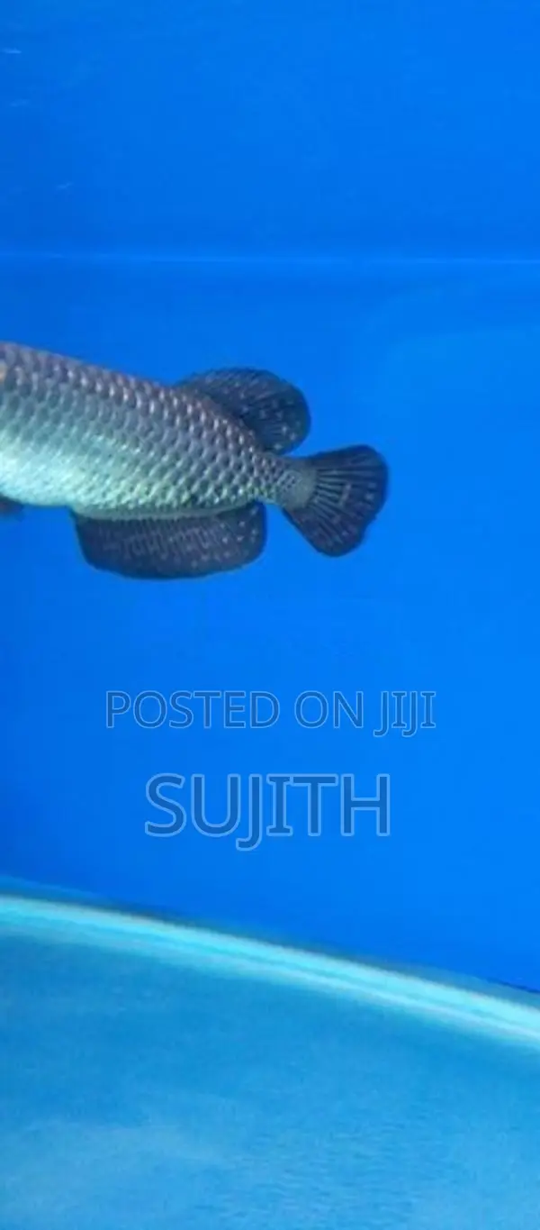 Pearl Arowana