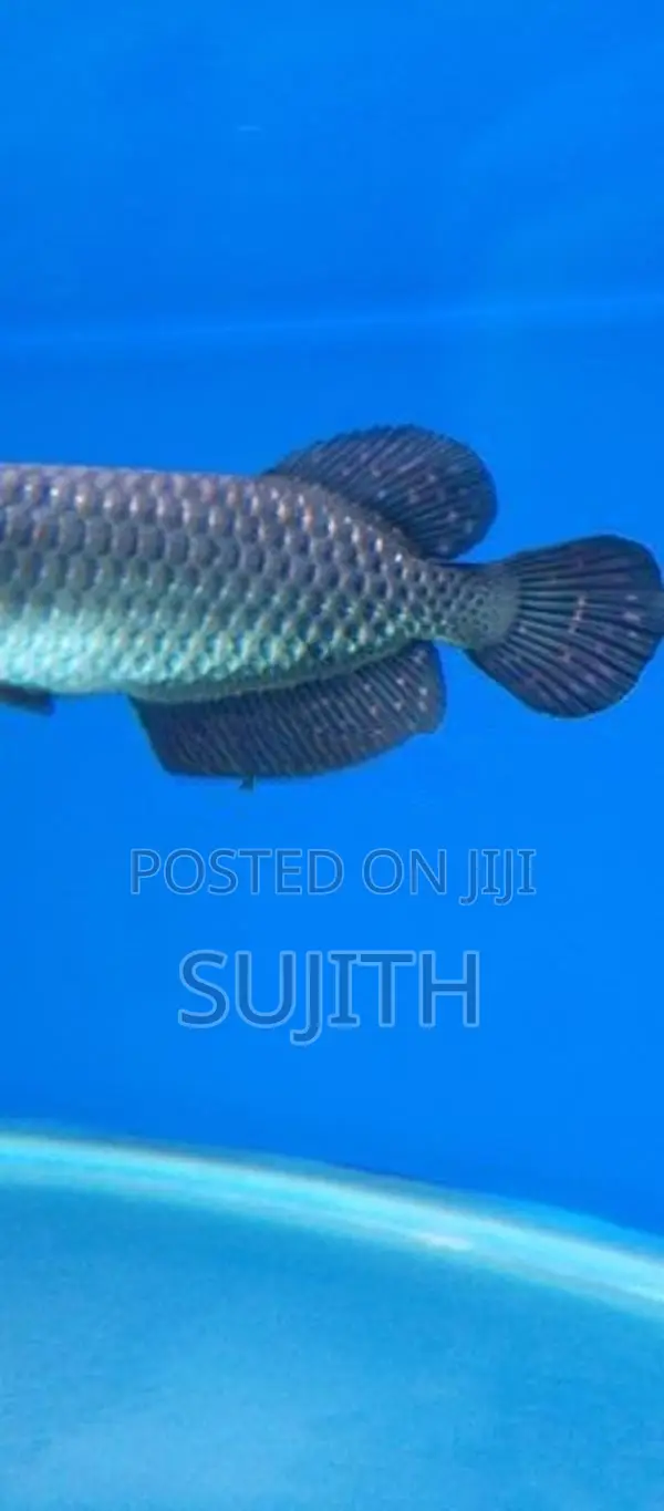 Pearl Arowana