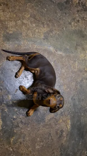 3-6 months Female Purebred Dachshund