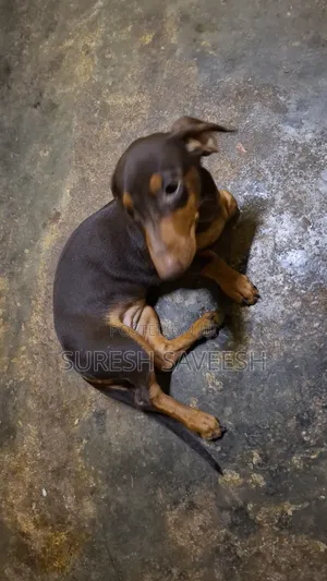 3-6 months Female Purebred Dachshund