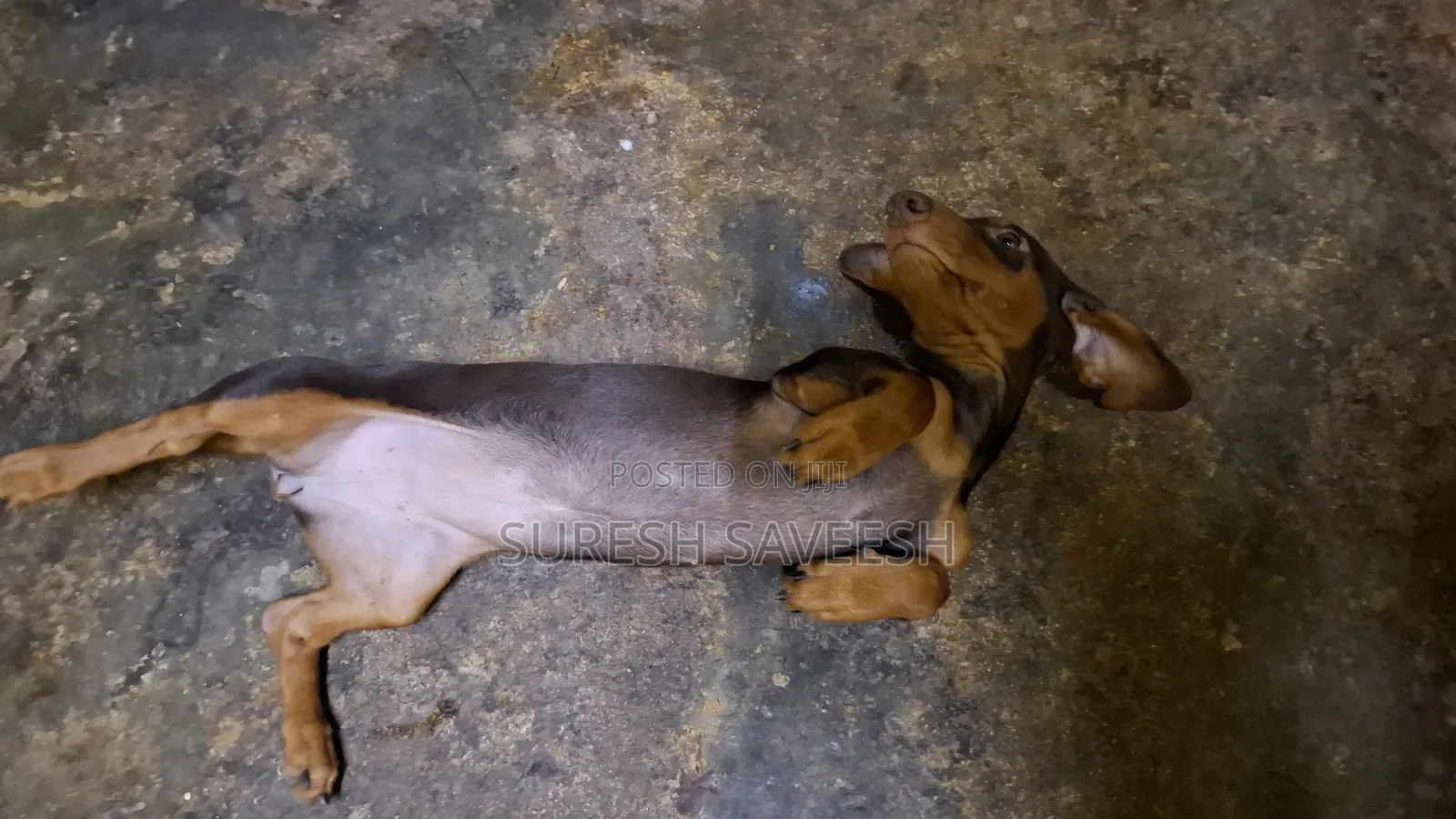 3-6 months Female Purebred Dachshund