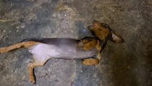 3-6 months Female Purebred Dachshund