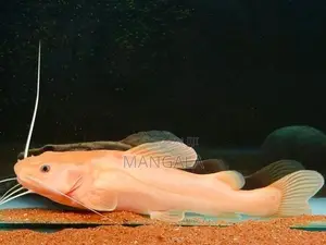 Phantom Rtc Fish