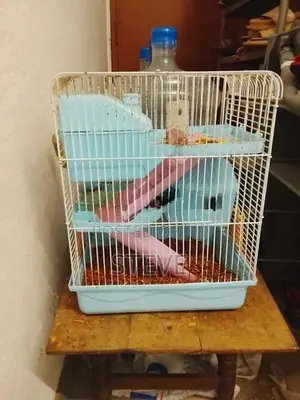Hamster Snow White with Cage