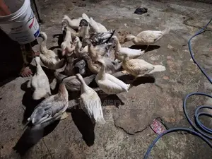 Ducks
