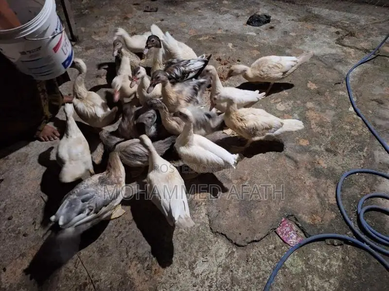 Ducks