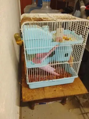 Hamster Snow White with Cage